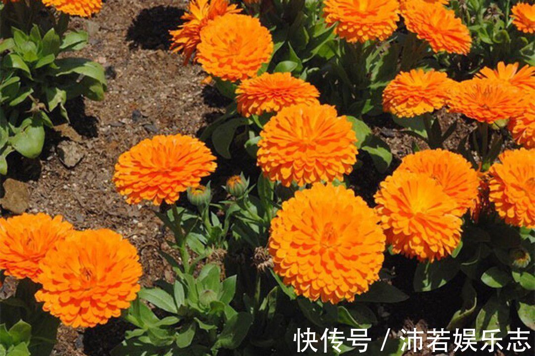 菊花|最靓的5种菊花，清纯靓丽，鲜艳光彩迷人有型，养在家里倍儿有面