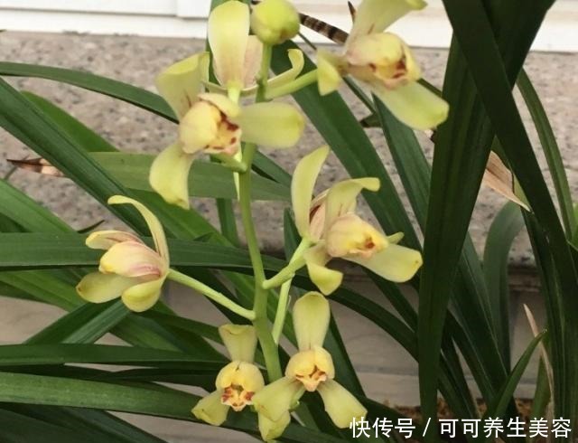 这种“天然钾肥”,用来养兰花,根系壮,叶芽多!