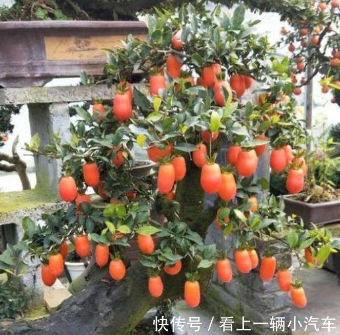 养护|家里就养4种花,一年四季开花不断,富贵吉祥好运来!
