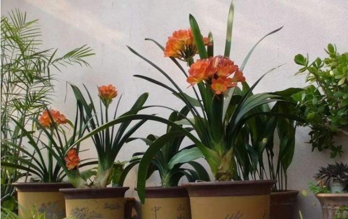 君子兰不见长、不开花“2种料”扔盆里,新芽多,一年开花2次