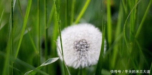 紫苏炒田螺|农村路边的野草，居然是解毒止吐良药