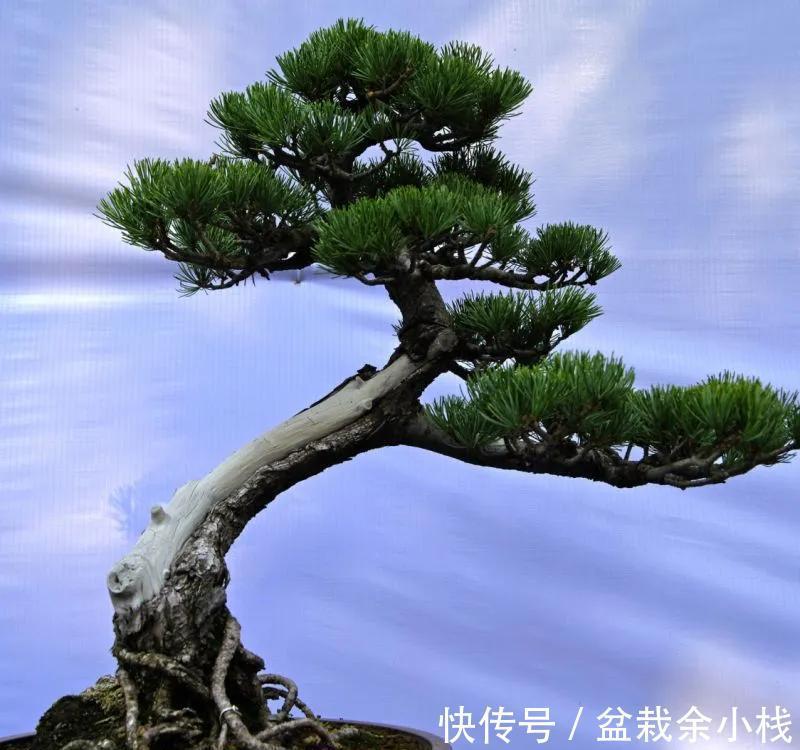 盆景|家有小院,三种树安排上,既招财还有面子