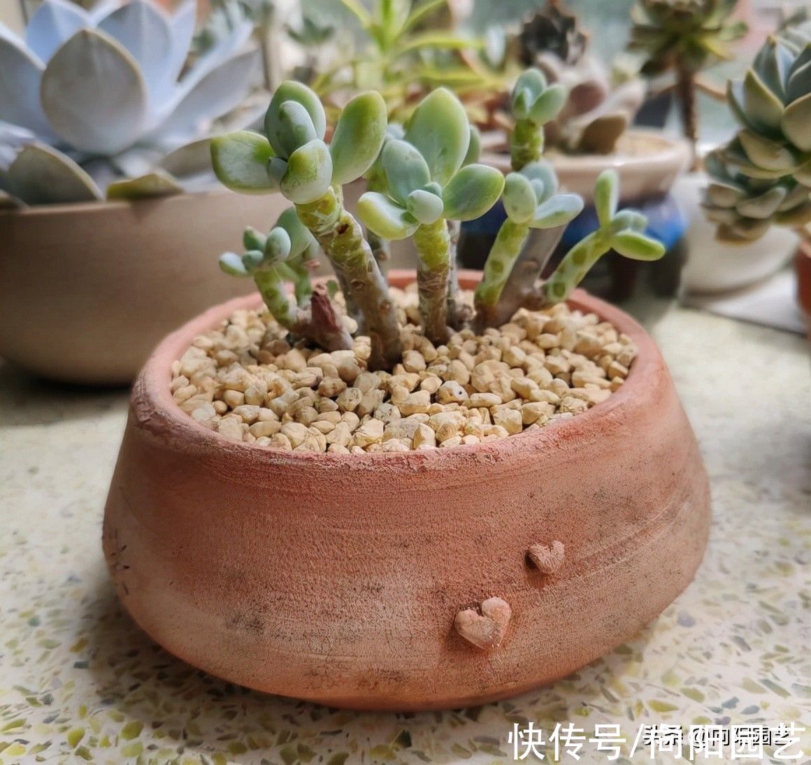 养多肉，最怕掉叶子，平常少浇水，多晒太阳，多肉不掉叶