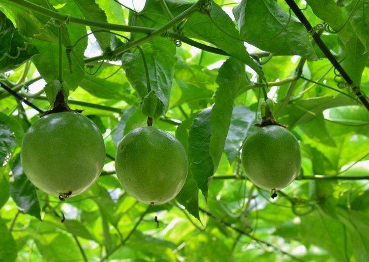 可溶性纤维|人到中年推荐多吃三类食物，清理体内毒素，事后睡更香