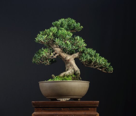 收藏|惊艳的6大盆景造型,中国植物艺术的巅峰,收藏起来