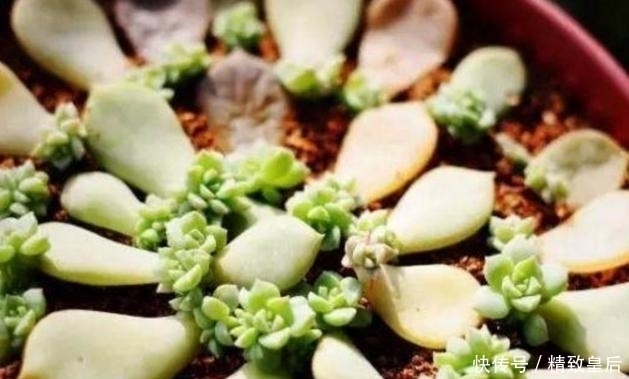 盆栽何必花钱买?这5个盆栽只捡一片叶子或枝条,就能养爆一大盆