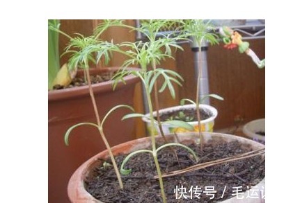 满天星|以下花根本不用买，落地生根，1片叶子就是1盆花！