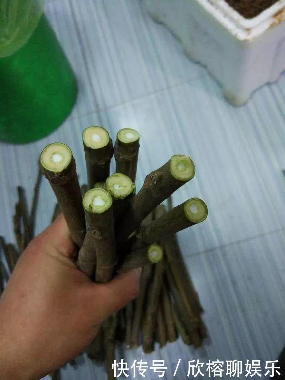 花花|大粗杆插土里，7天生根，当年结果压弯枝，不用买水果了！