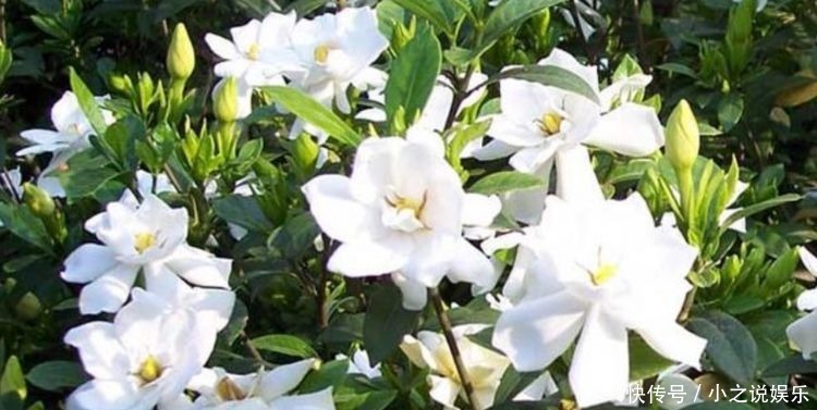 观叶|4种花比绿萝还好养,观叶又赏花,花期很长颜值高