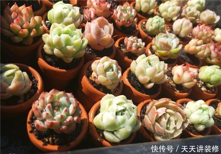 爸妈不在家,我在院子里疯狂种多肉,倍儿爽