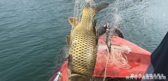 可惜|它曾是“四大名鱼”之一,想吃靠运气,如今5元一斤没人买,可惜