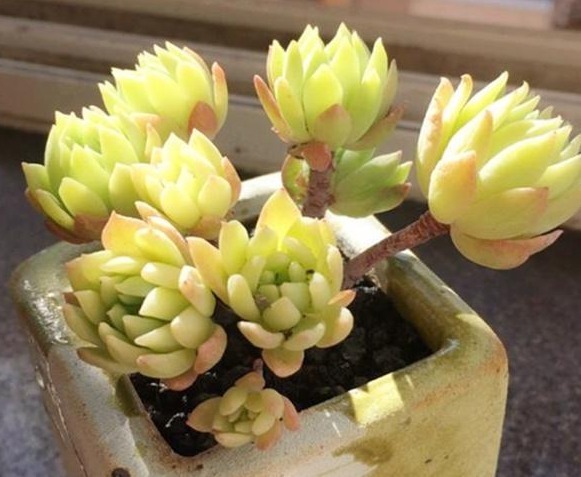 多肉长势差给它喂上“大补肥”，叶片肥又嫩，爆盆不难
