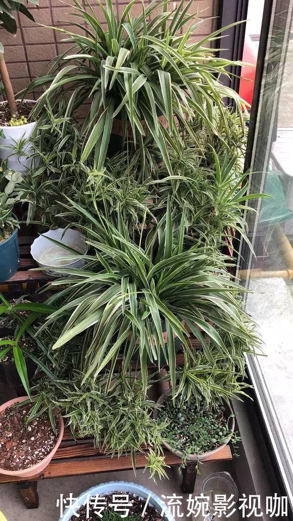 养花|吊兰黄叶“干尖”老花农说浇水少了1种“料”,连浇3次就变绿!