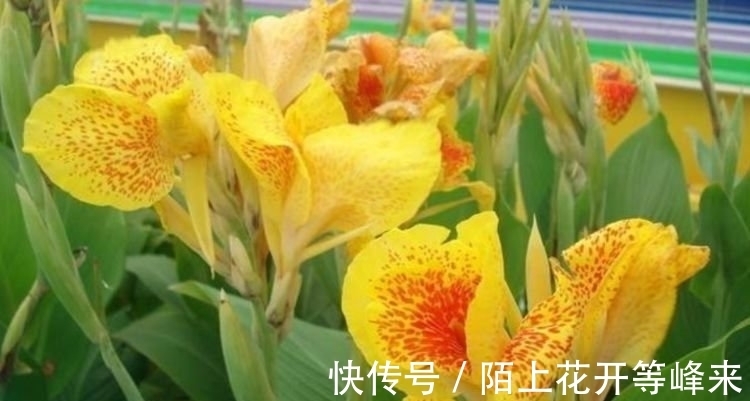 居家就养此款花卉,净化空气就靠它,吸甲醛、除异味,杀细菌!