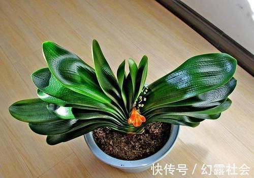 王大爷养君子兰经验真足！花肥就用此2种，根壮花旺长势好！