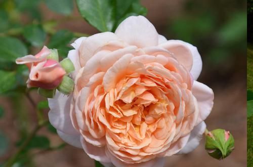 适应能力|最让人喜欢的3种花,仙气十足,月月开花,室内盆栽也可以