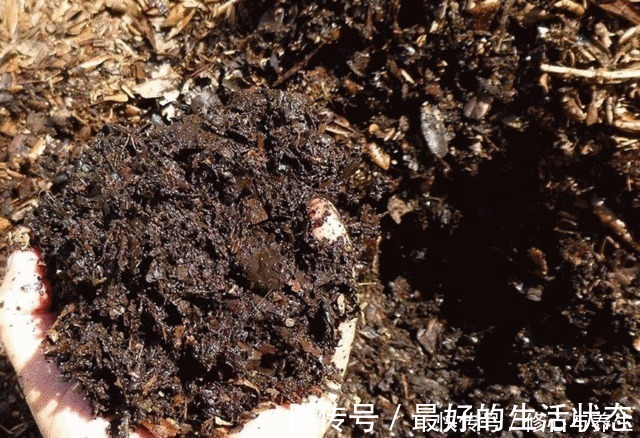 花卉|花盆土壤“硬如砖”，去公园捡“2宝贝”埋盆里，土壤松软白根壮！