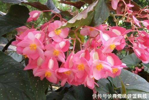 春天养花选它,满树红花,红红火火,一年四季都开花,是盆栽佳品