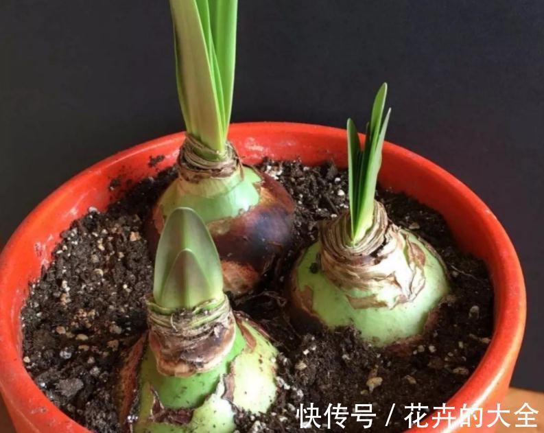 5种“漂亮花”，冬天也开花，趁着现在种，便宜好养活