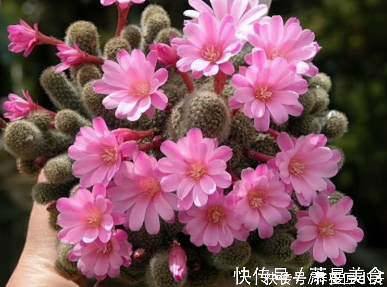 养花高手都具备的“好习惯”,新手如果坚持下来,花会越养越好