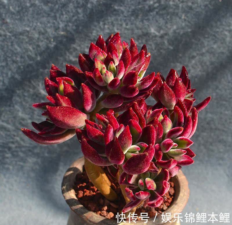 什么时候给多肉浇水合适?参考这3点,找出动手最佳时机