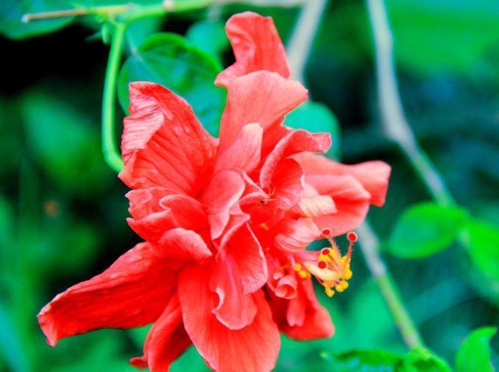 白卧龙|农历7月6号起，最适合养这些花，开花勤爱爆盆，绚丽夺目