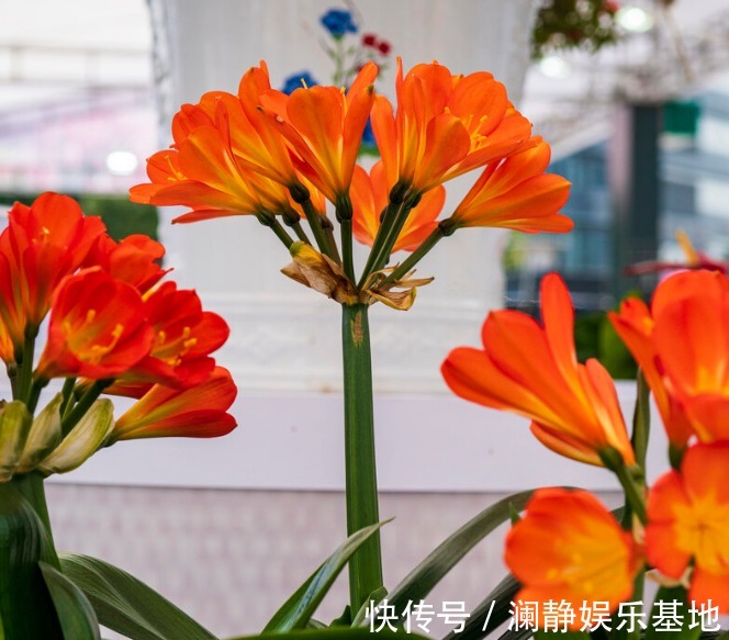 4种花马上要“醒了”，抓住时机“喂饱”它，才能多开花