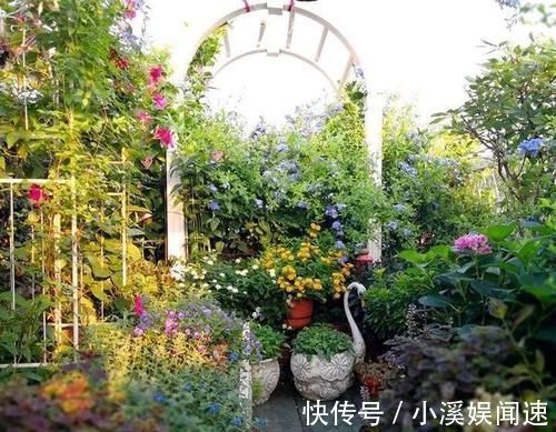 如果我有“院子”,一定种此5种花,五彩斑斓长成一片“花海”