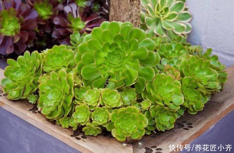 养多肉法师，夏季才是最美的，把几个重点做好，状态满满不黑腐