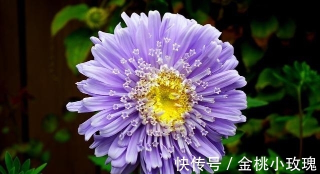 桃花|八月好运缠身，发财连连，撞桃花，遇财神，自此开启富贵人生