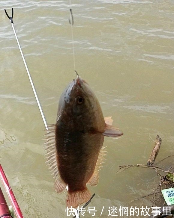 钓鱼|过山鲫泛滥?广西钓友河道钓鱼,两小时钓了几十条过山鲫