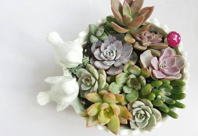 多肉浇水看“时机”,碰到这种情况,不浇水最正确!