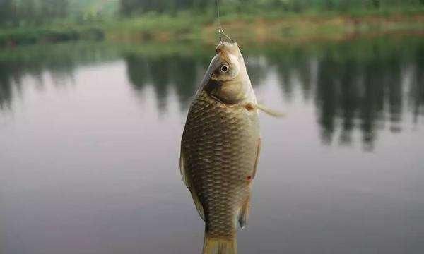 钓鱼丁香药酒,怎么加入饵料中使用