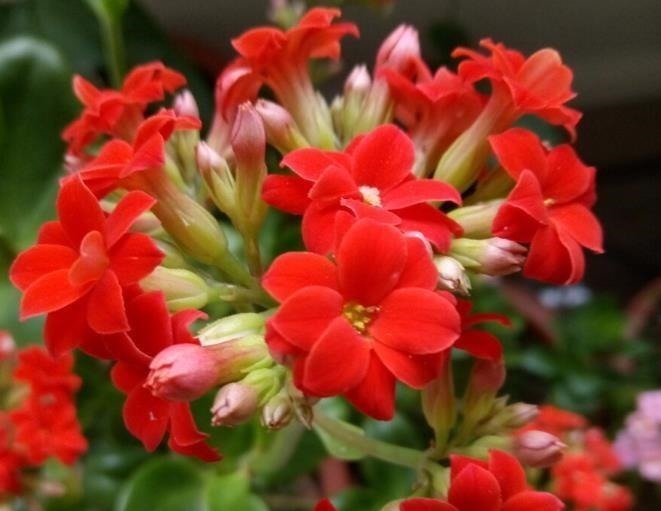 为了养花种菜,奶奶花160万买了郊区的别墅,3年之后,后悔了