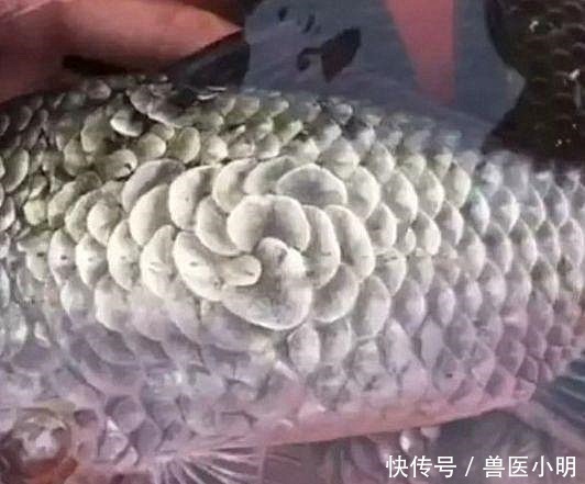 大爷钓的鱼中有一条很特别,看清腹部后放生了这可不能吃呀