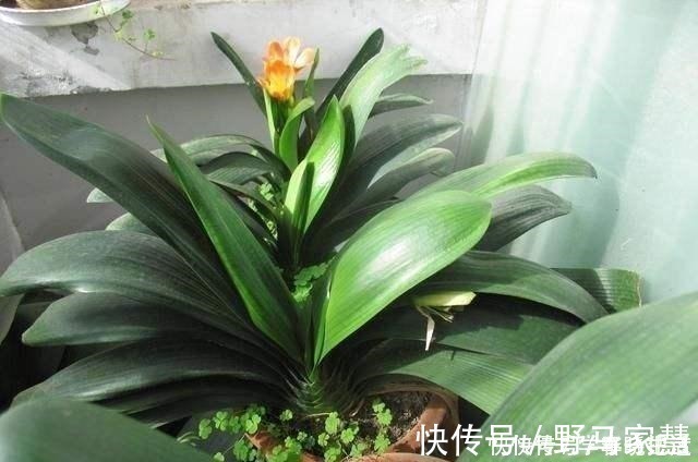 花友们|君子兰不见长,是僵苗还是养护不当教你“4招”,快速恢复活力!