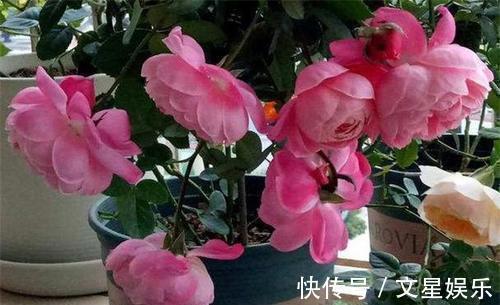 生根剂|最厉害的生根剂,用来养花,轻松养出大白根,啥花都喜欢