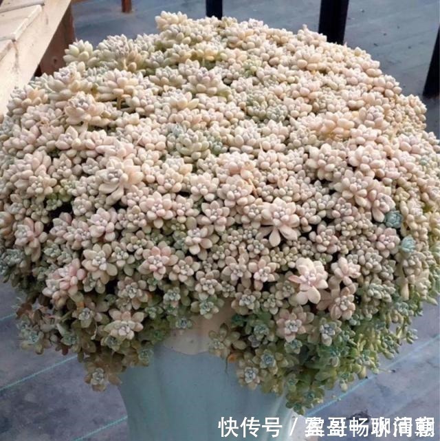 玉树|花盆越浅,开花越多,不信你试试!花盆越浅,开花越多,不信你试试!