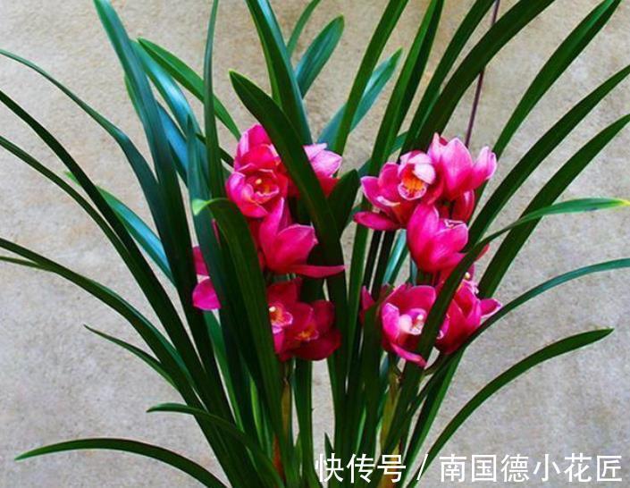 雾化水|兰花长出新苗后，教你3个小技巧，快速长大早开花