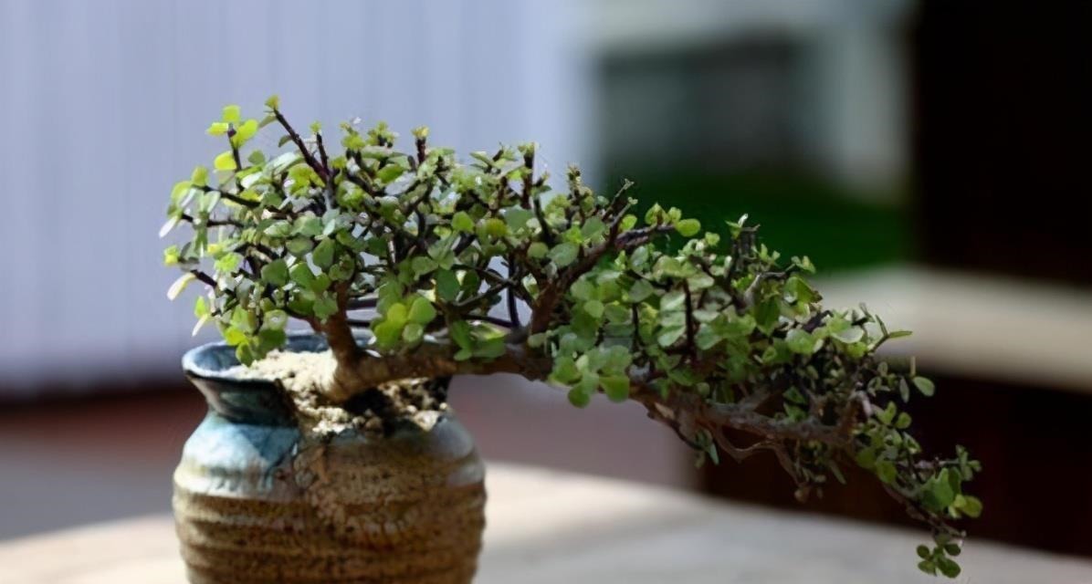 想养金枝玉叶悬崖桩?从一根枝条开始,简单几步操作,养成悬崖桩