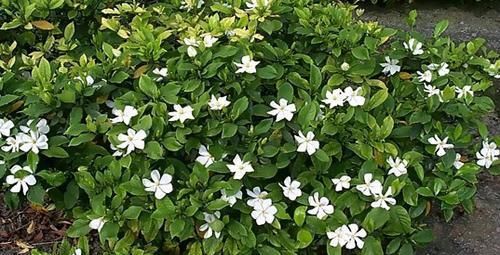 3种花，再好看也不要乱尝试，养花大神也难养好