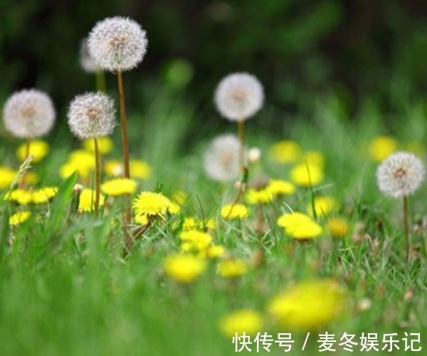 万能药|蒲公英不是“万能药”，但它其中的4个功效，确实“名不虚传”！