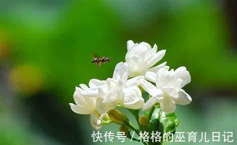 养花试试这几款，剪掉多余的枝子，多晒太阳，就能开出完美的花