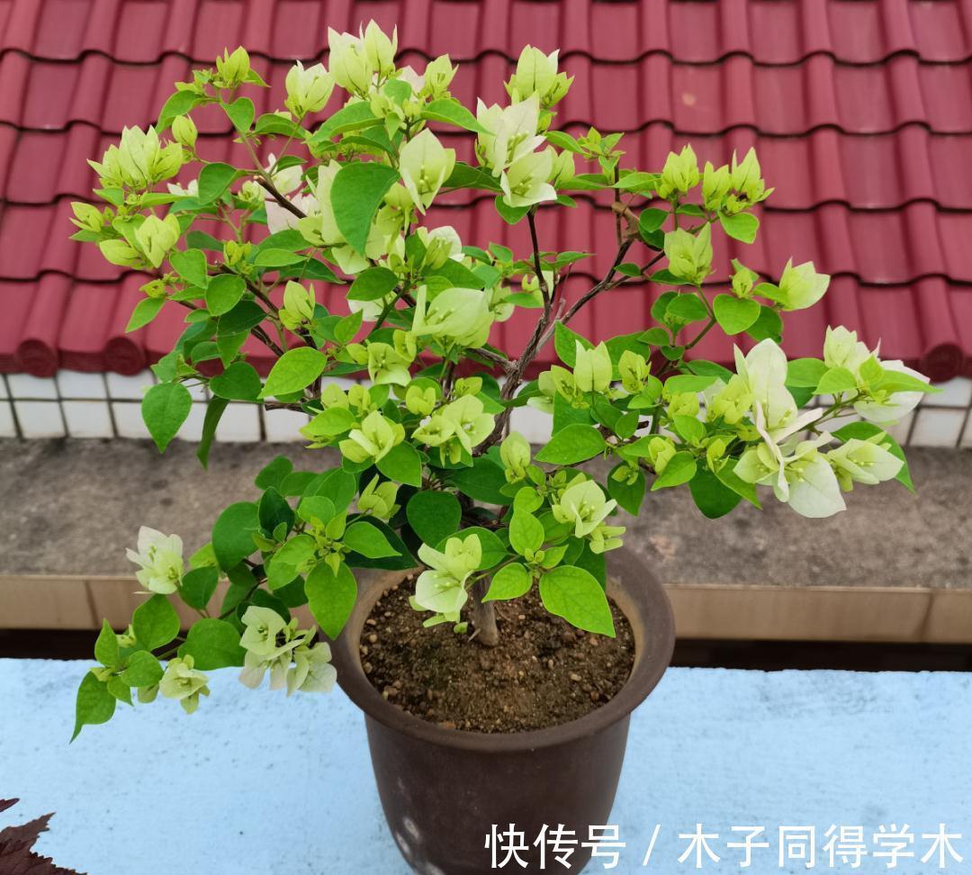 7种花，立秋后换盆，秋冬才能越养越好