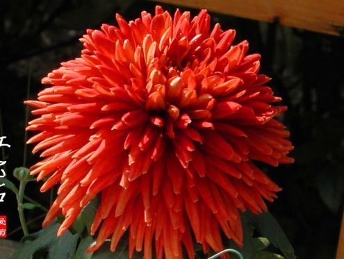 喜欢菊花,不如养盆“菊中精品”红宝石,似灿烂红霞,红艳美丽!