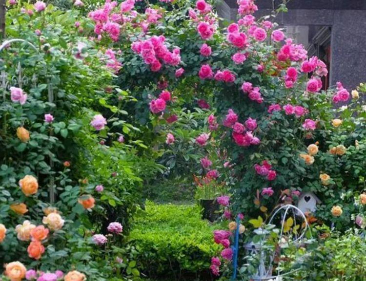 几款花卉,花色鲜艳夺目,花大服盆快,对待新手很友好