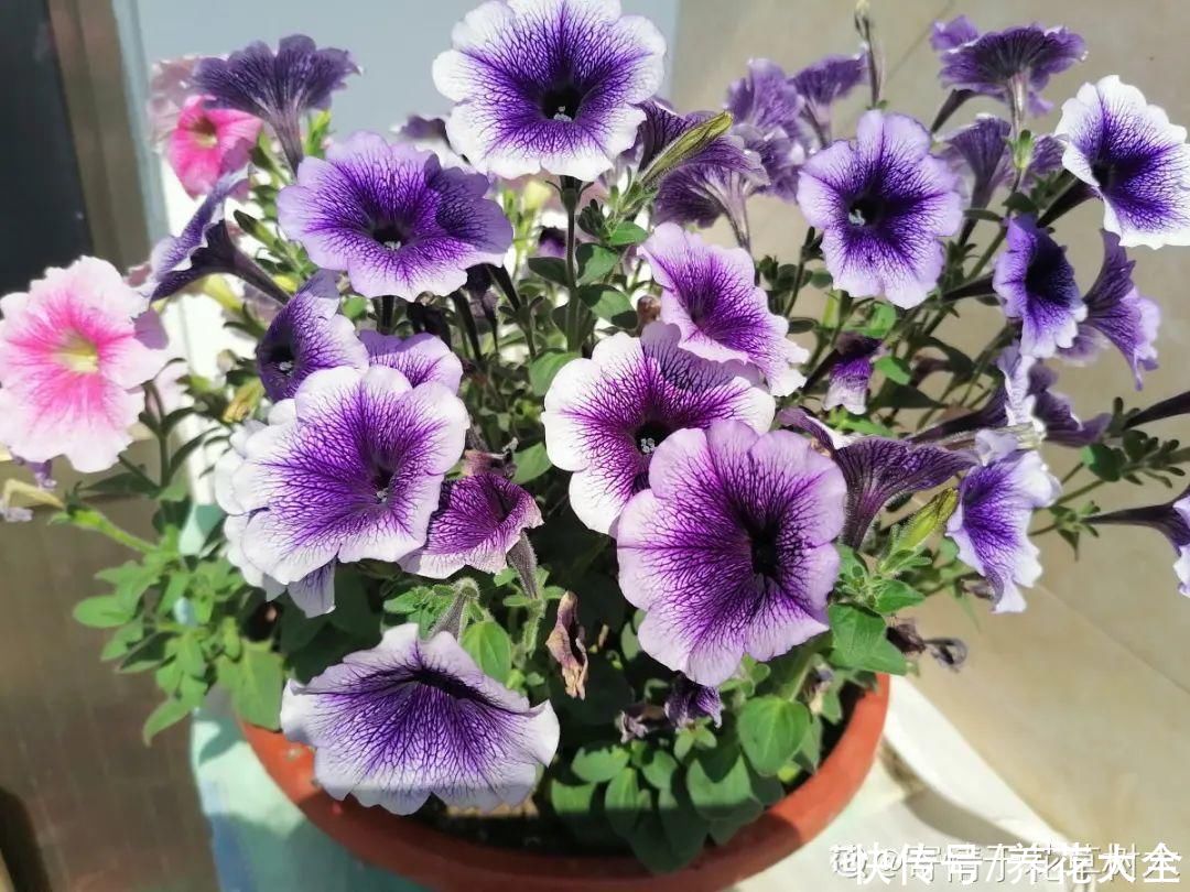 抗病、不招虫的天竺葵，屋里养一盆，开花一茬接一茬