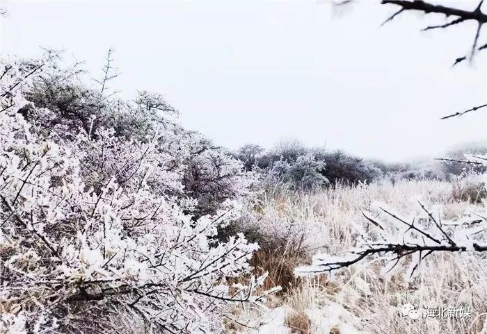 青海|快看，青海的雾凇奇景！