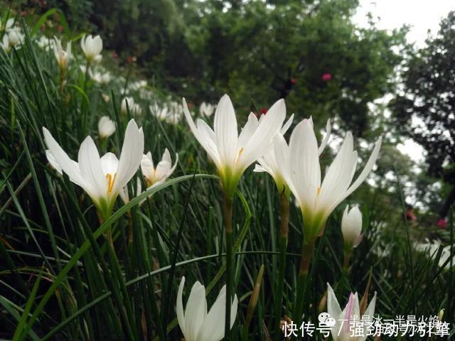 秋日|散文诗秋日小语