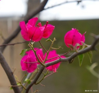 家养三角梅从不开花养花30年的张大爷亲自传授摧花秘籍